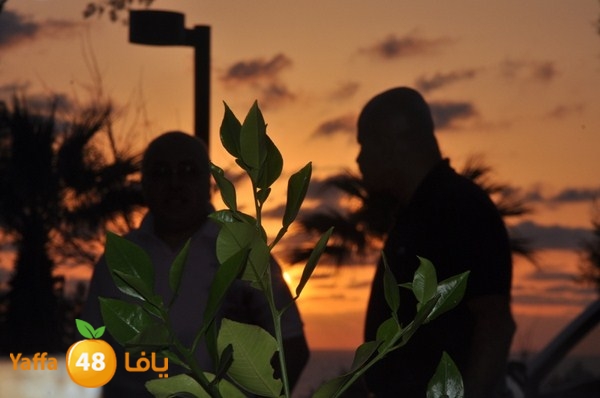 trees yaffa jamhairea (9).JPG